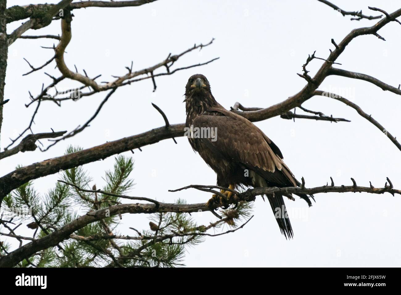 Goldener Adler sitzt an einem regnerischen Tag auf einem Baum. Greifvögel. Aquila chrysaetos. Tierwelt im Jasper National Park, Alberta, Kanada. Vögel von Nord Amer Stockfoto