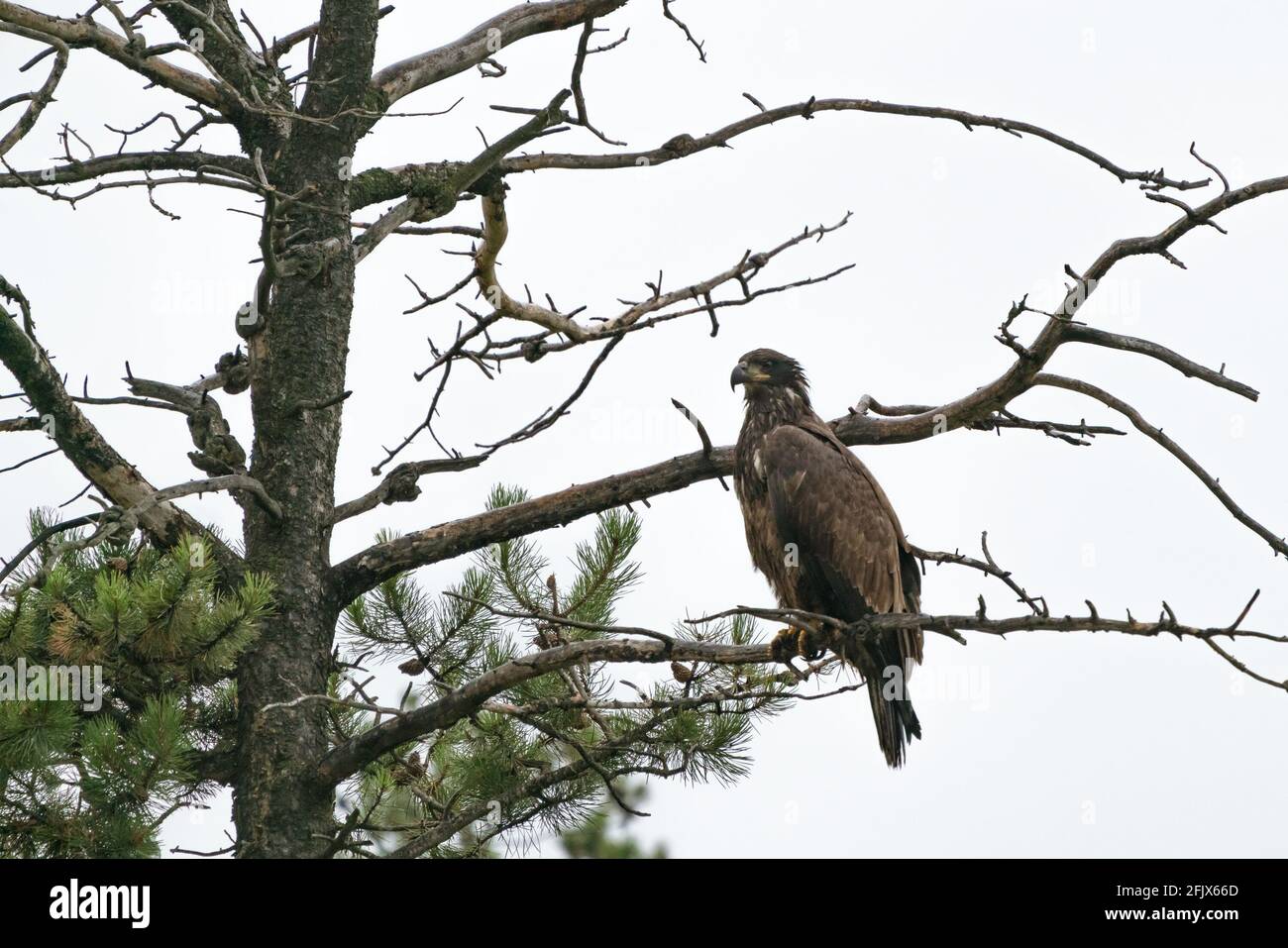 Goldener Adler sitzt an einem regnerischen Tag auf einem Baum. Greifvögel. Aquila chrysaetos. Tierwelt im Jasper National Park, Alberta, Kanada. Vögel von Nord Amer Stockfoto