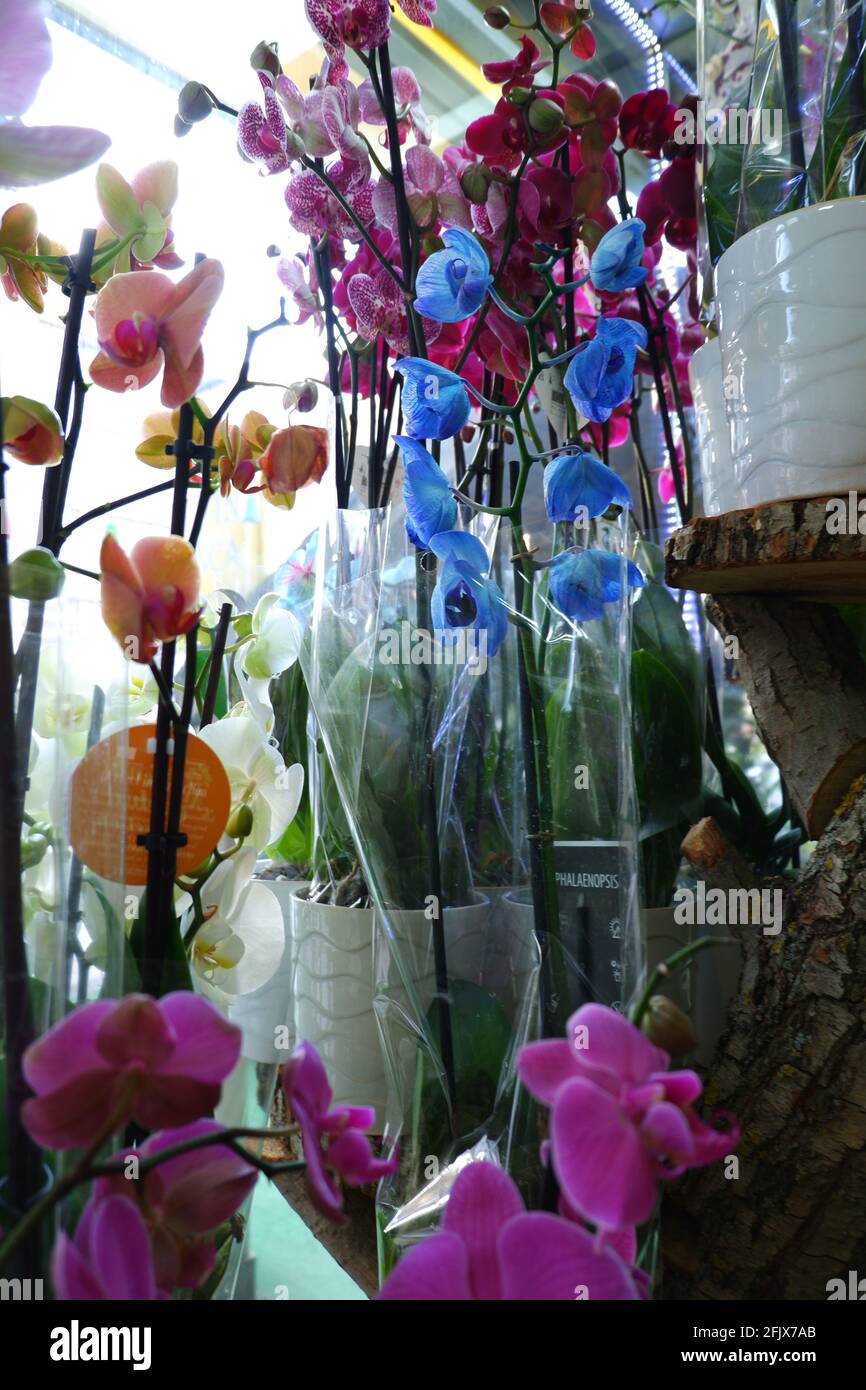 Lila, blaue und orange Orchideen im Flower Shop Stockfoto