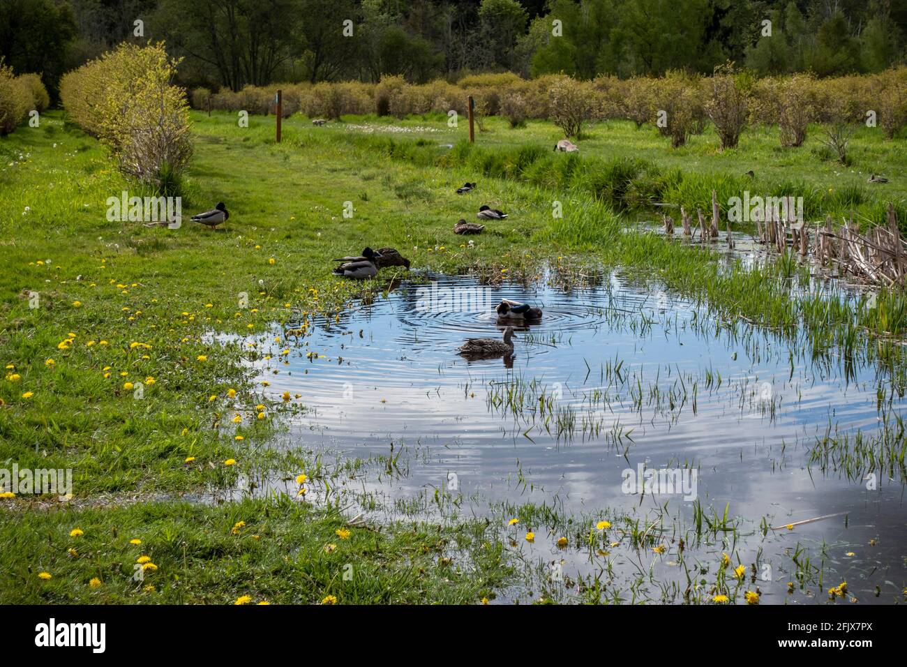 Mehrere Enten und Gänse schwimmen an einem bewölkten, aber sonnigen Tag auf einer Heidelbeerfarm im nordwestlichen pazifik im Wasser Stockfoto