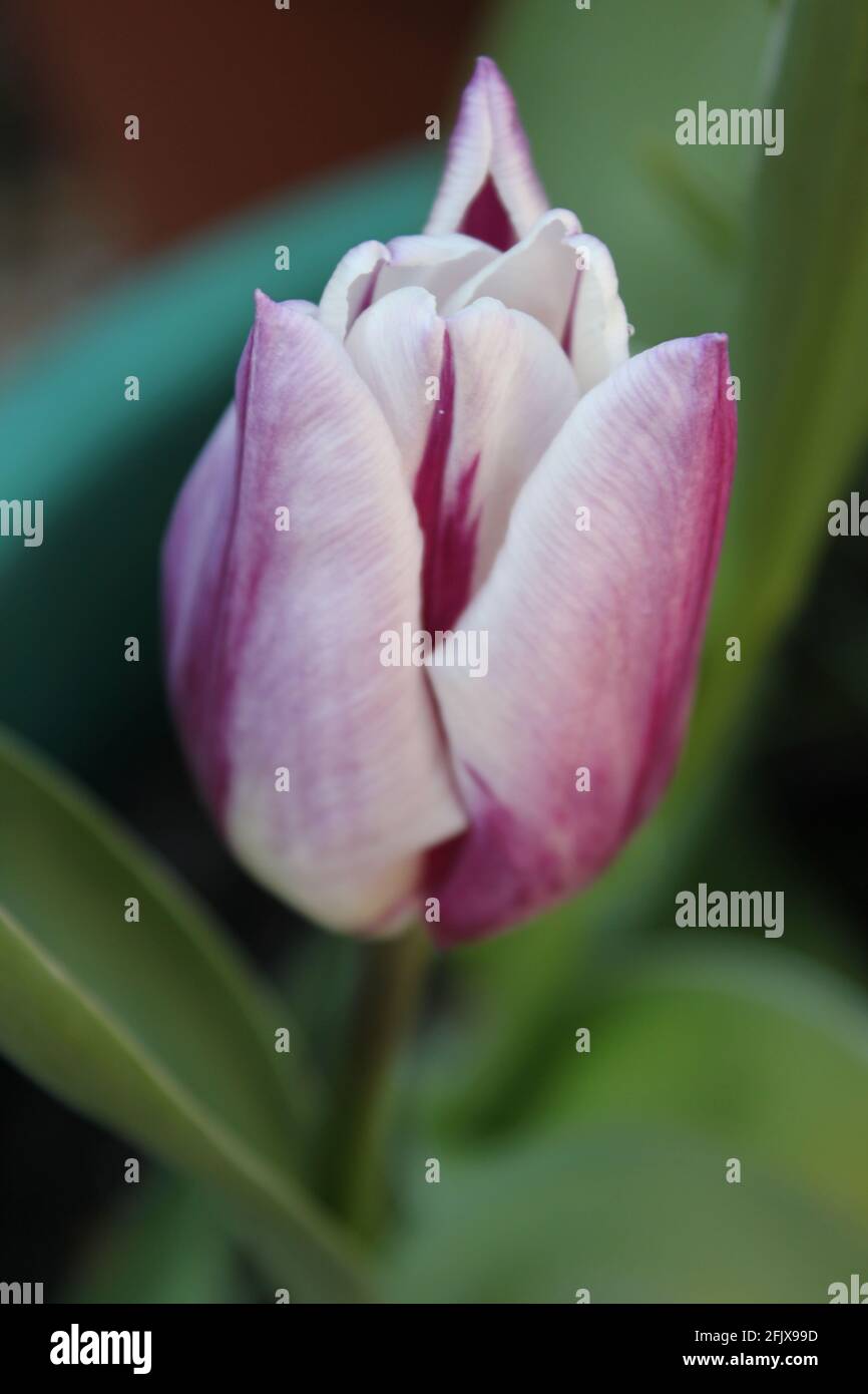 Nahaufnahme eines Blumenportraits einer blassrosa Tulpe. Eine einzelne blassrosa und weiße Tulpenblüte wächst in einem Topf. Frühling blüht und Frühling Lifestyle Ästhetik. Stockfoto