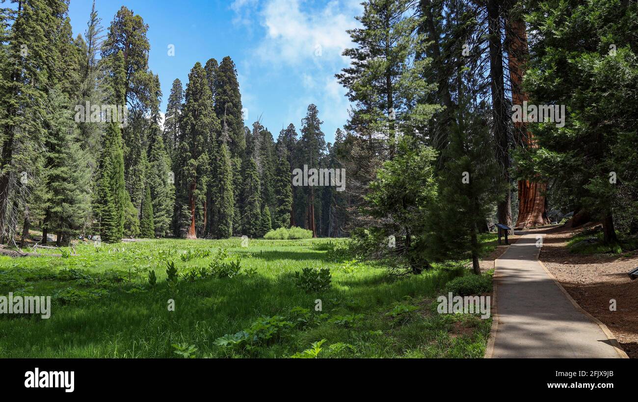 Riesige Sequoia-Bäume entlang des Big Trees Trail nach und nach Deer Creek im Sequoia National Park Stockfoto