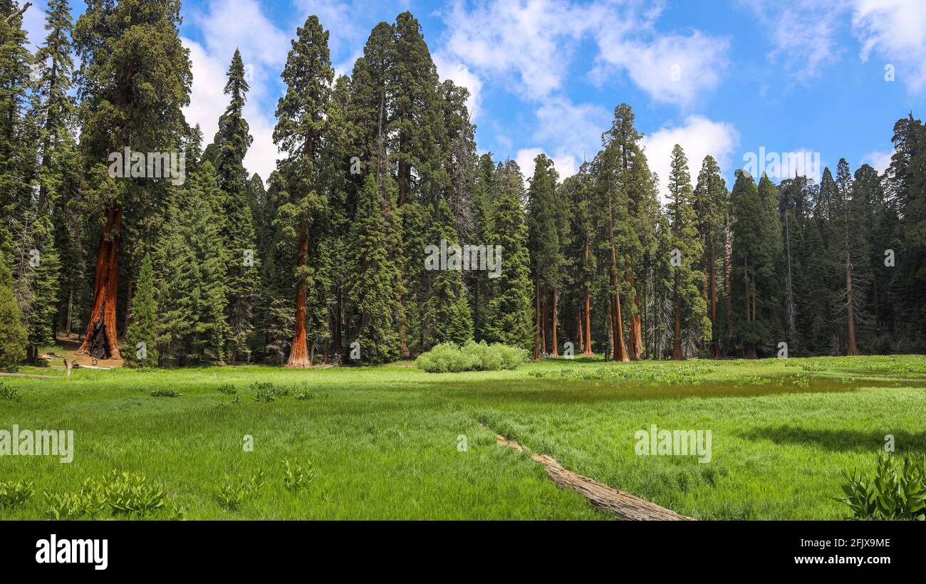 Riesige Sequoia-Bäume entlang des Big Trees Trail nach und nach Deer Creek im Sequoia National Park Stockfoto