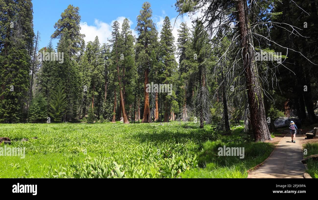 Riesige Sequoia-Bäume entlang des Big Trees Trail nach und nach Deer Creek im Sequoia National Park Stockfoto