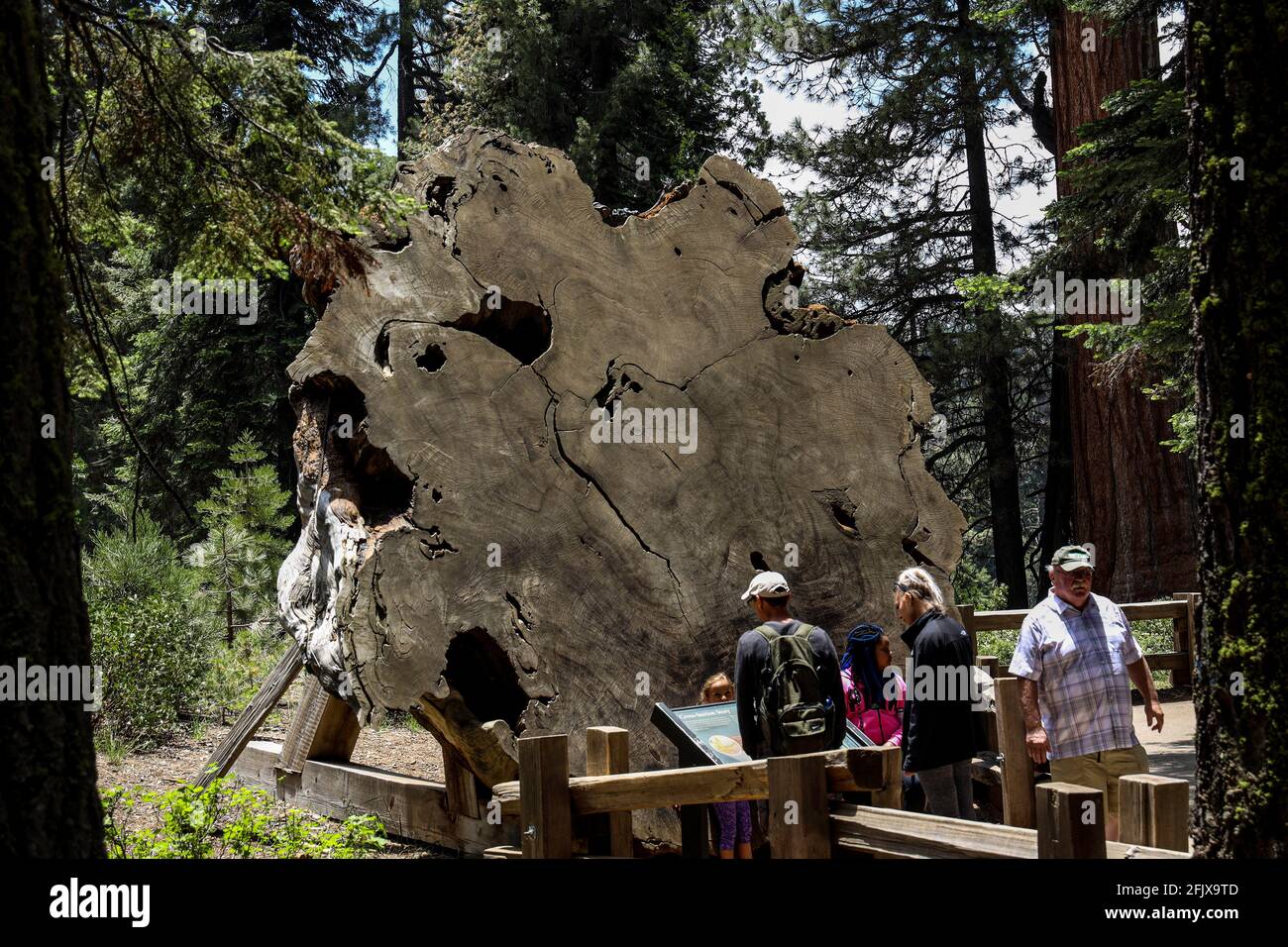 Diese Platte wurde aus dem Stumpf eines riesigen Sequoia geschnitten Liegt am Big Trees Trail von Little Deer Creek im Sequoia National Park Stockfoto