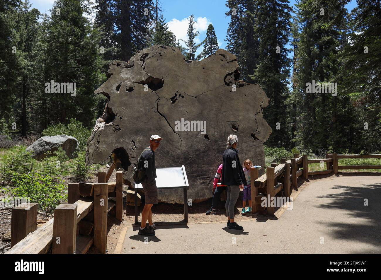 Diese Platte wurde aus dem Stumpf eines riesigen Sequoia geschnitten Liegt am Big Trees Trail von Little Deer Creek im Sequoia National Park Stockfoto