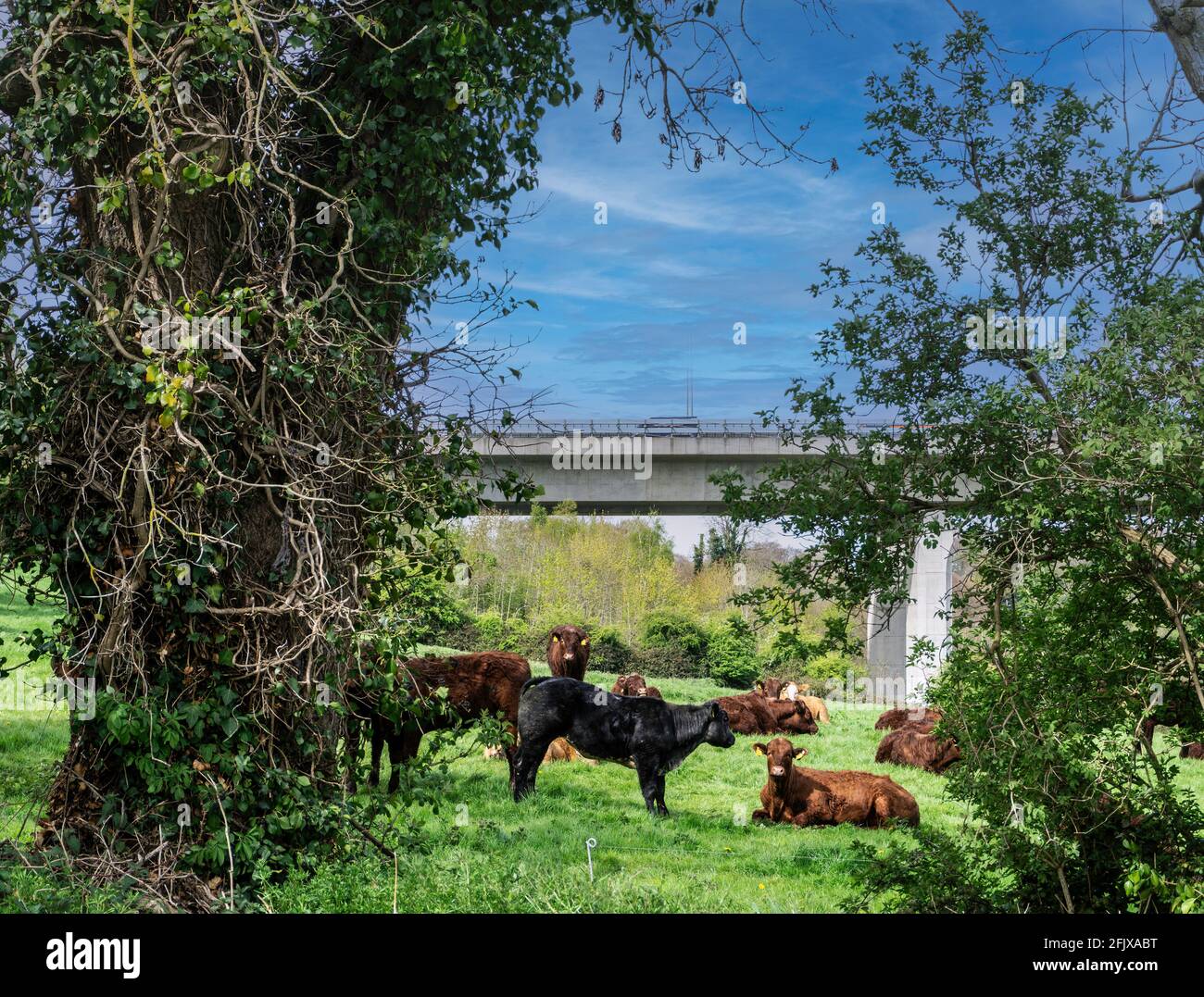 Kühe ruhen auf einem Feld unter der M50 Mautbrücke, einer der verkehrsreichsten Straßen Irlands. Stockfoto