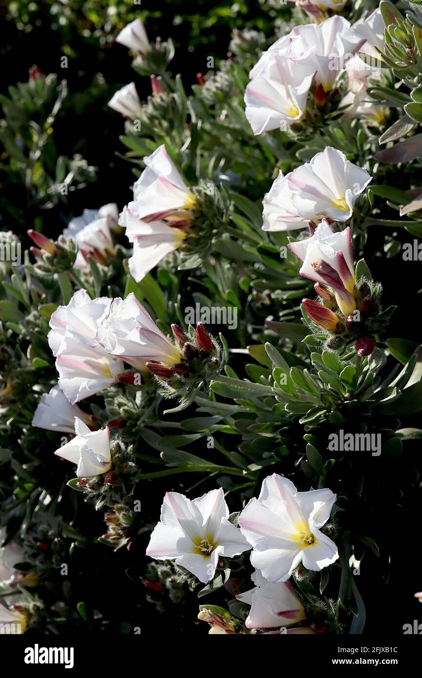 Convolvulus cneorum Silverbush – weiße Blüten und schimmernde silbergraue Blätter, April, England, Großbritannien Stockfoto