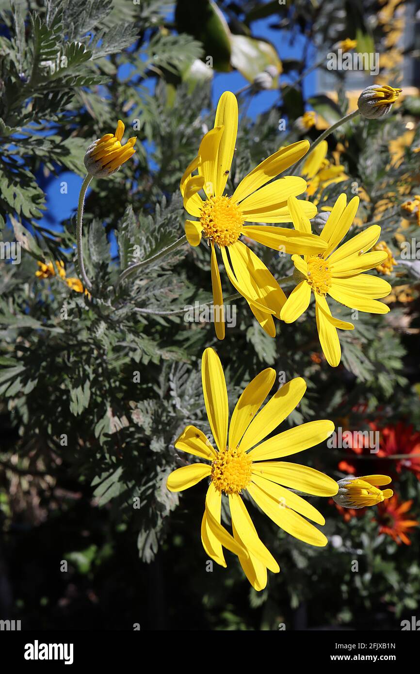 Euryops pectinatus Graublättrige Euryops – leuchtend gelbe Gänseblümchenähnliche Blume über farnähnlichen Blättern, April, England, Großbritannien Stockfoto