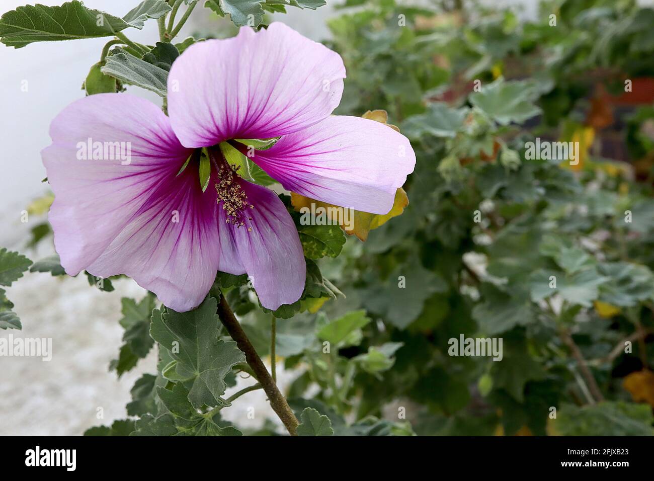 Hibiscus syriacus ‘Pink Flirt’ Rose von Sharon Pink Flirt – große trompetenförmige lila rosa Blüten, April, England, UK Stockfoto