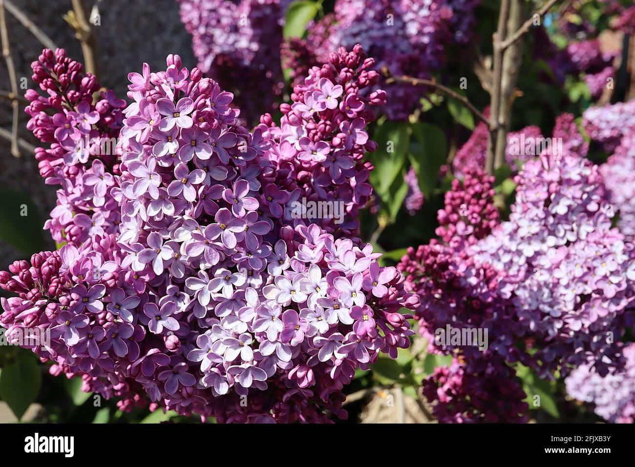 Syringa x hyazinthiflora ‘Maidens Blush’ gemeiner Flieder Maidens Blush – rosa Malvenblüten, April, England, Großbritannien Stockfoto