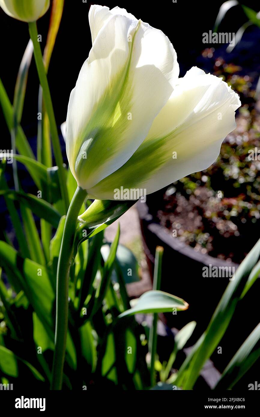 Tulipa ‘Spring Green’ Viridiflora 8 Frühlingsgrüne Tulpe - cremefarbene Blüten, lebendige grüne Flamme, April, England, Großbritannien Stockfoto
