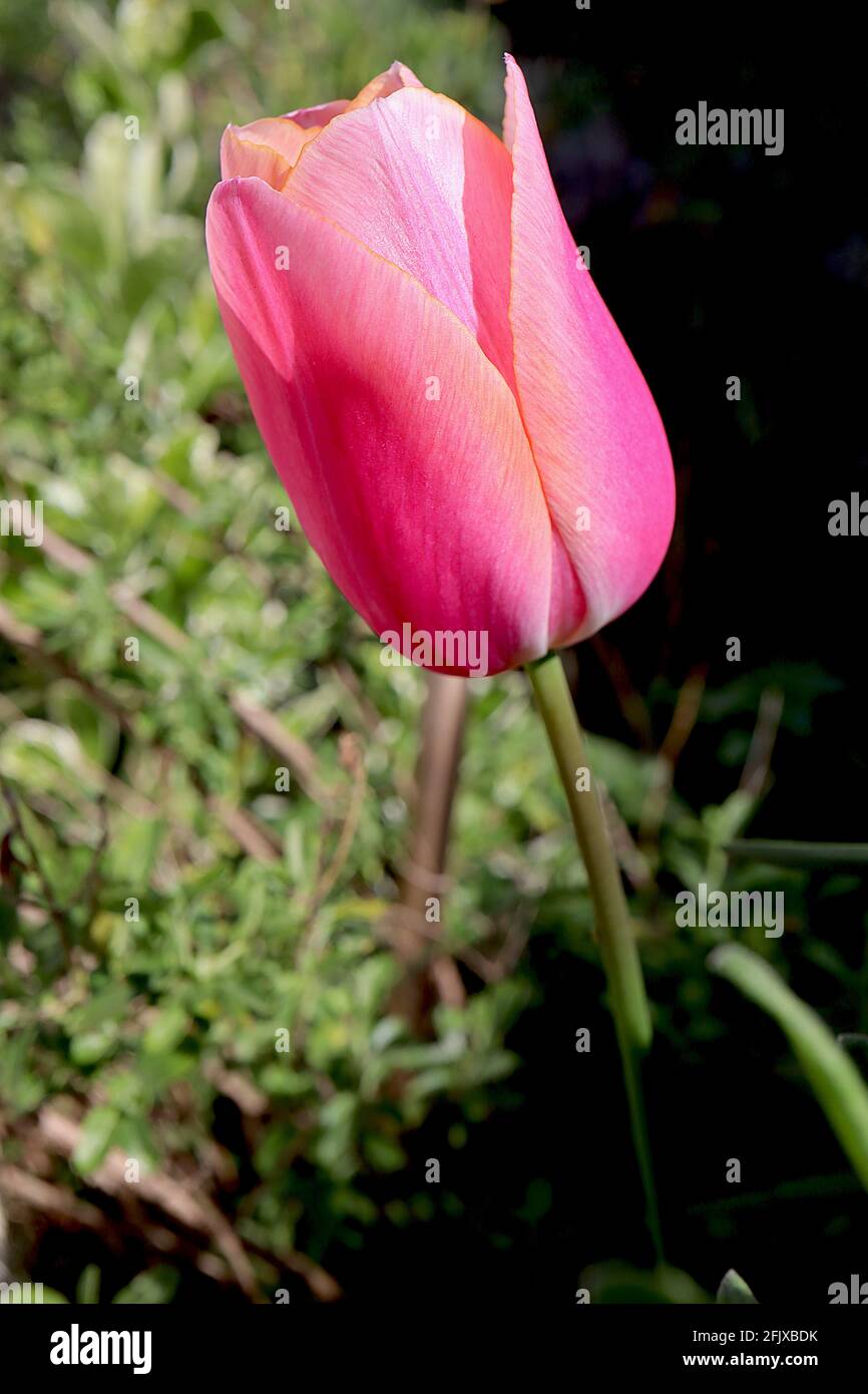 Tulipa ‘Menton’ Single Ende 5 Menton Tulpe - tiefrosa Blütenblätter, weiche orangefarbene Ränder, April, England, Großbritannien Stockfoto