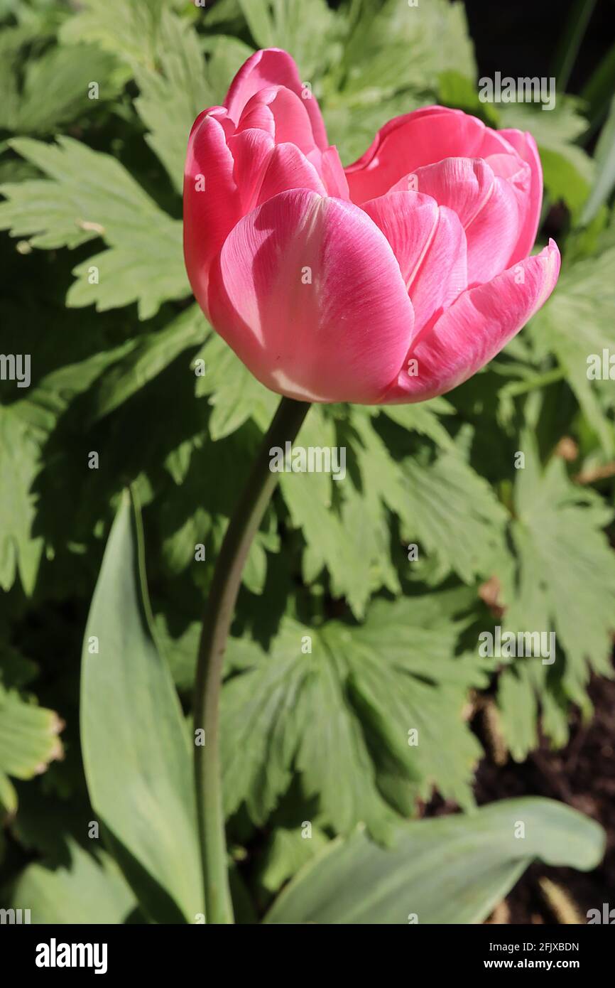 Tulipa ‘Columbus’ Double Early 2 Columbus Tulpe – rosa Blütenblätter, weiße Flamme, feine weiße Ränder, April, England, VEREINIGTES KÖNIGREICH Stockfoto