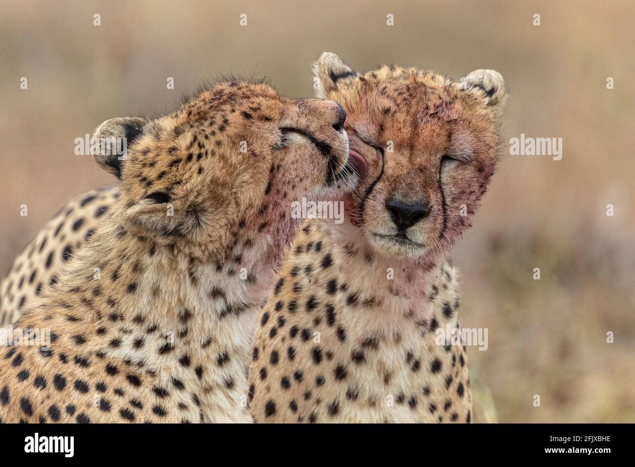 cheetah in Masai Mara National Reserve Stockfoto