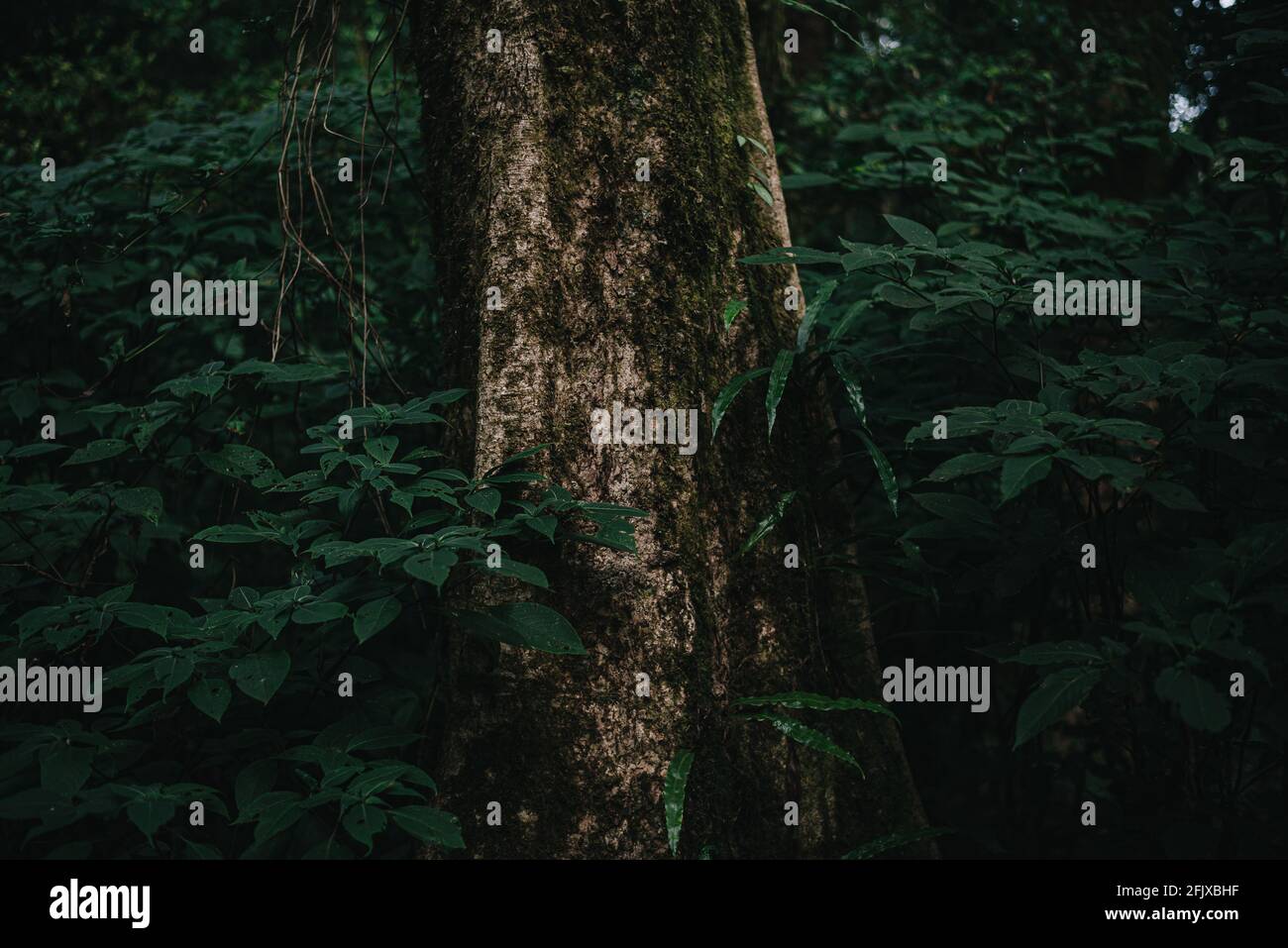 Große Baumstamm Abdeckung mit Grün Blätter i der Wald Stockfoto