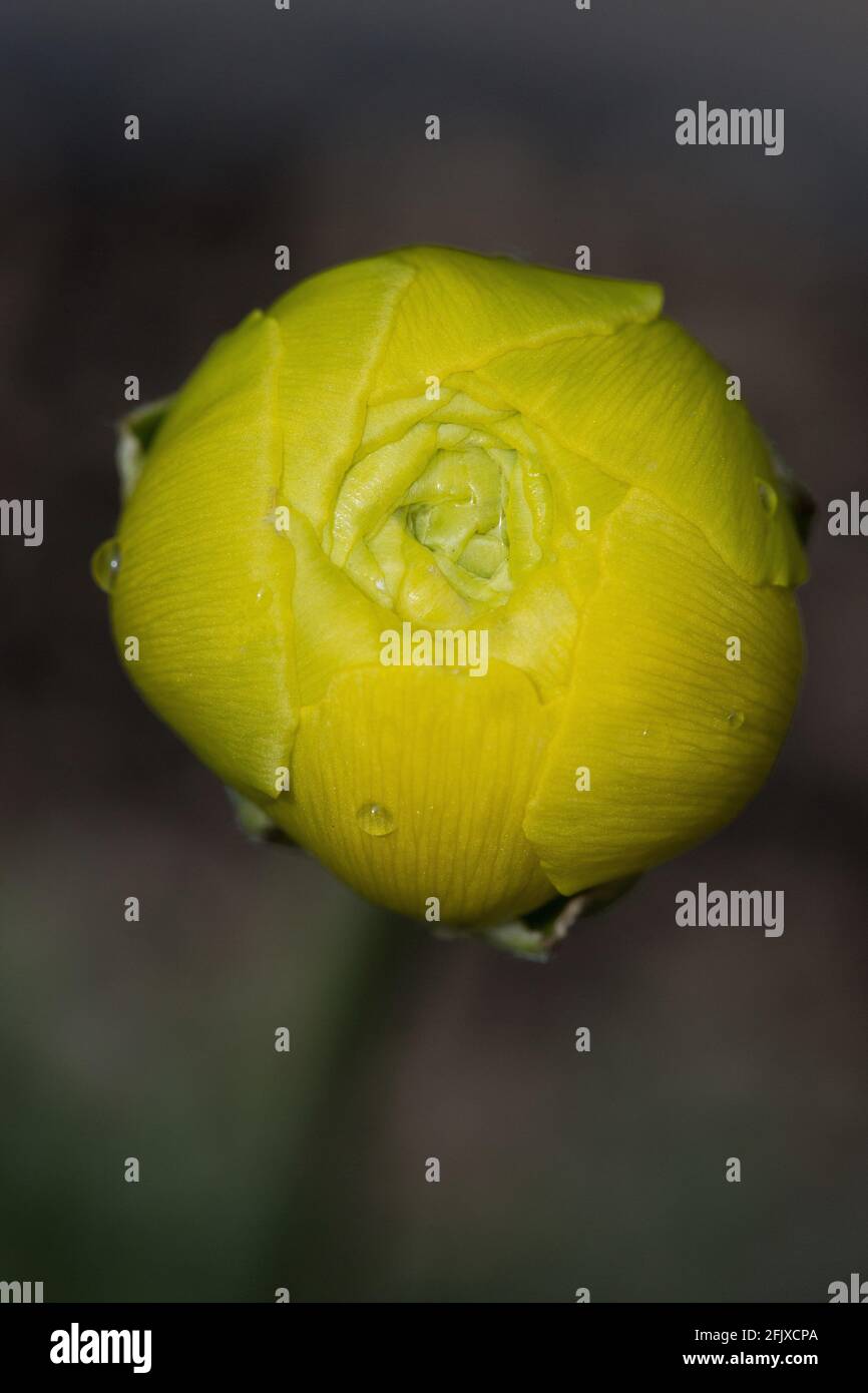 Nahaufnahme der engen Knospe einer gelben Ranunculusblume. Stockfoto