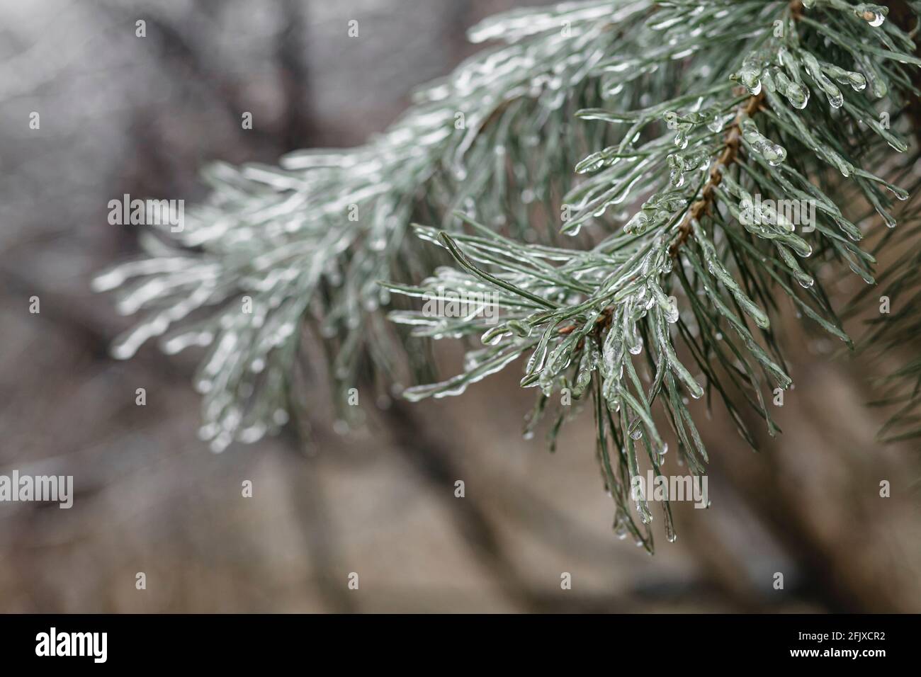 Eisige Kiefernnadeln auf unscharfem Hintergrund Stockfoto