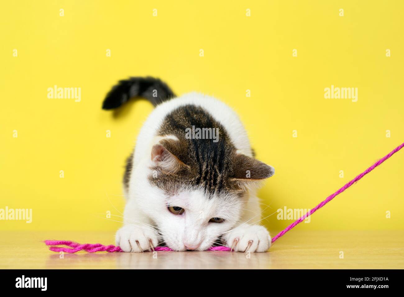 Lustige Katze spielt mit rosa dünnen Seil isoliert auf gelb Hintergrund Stockfoto