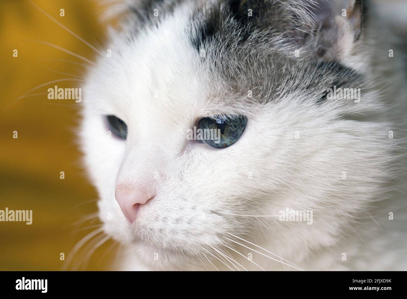 Extreme Nahaufnahme des Gesichts einer weißen Katze. Stockfoto