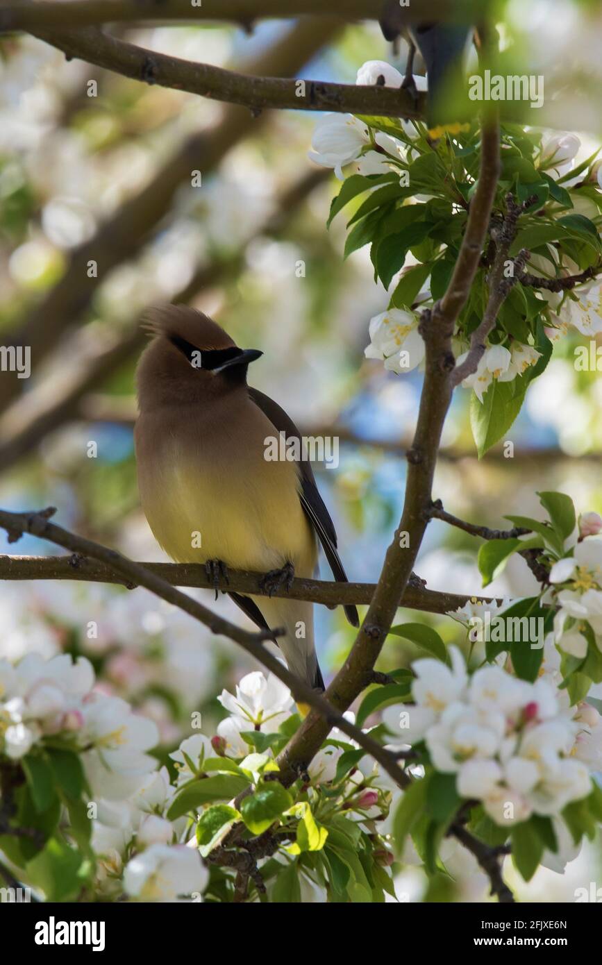 Zedernwachsflügel, die in einem blühenden Krabbenanpfenbaum auf Nahrungssuche gehen. Diese zarten Zugvögel ernähren sich von Insekten und einer Vielzahl von Früchten und Beeren. Stockfoto