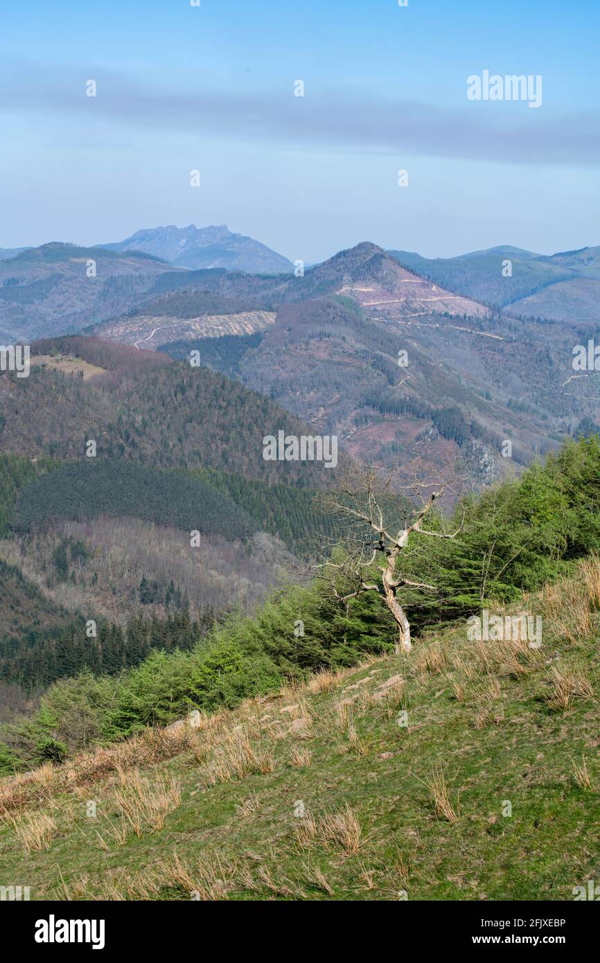 Atemberaubende Aussicht auf die Berge in den baskischen Ländern mit jungen bedeckt Frühlingsgras Stockfoto