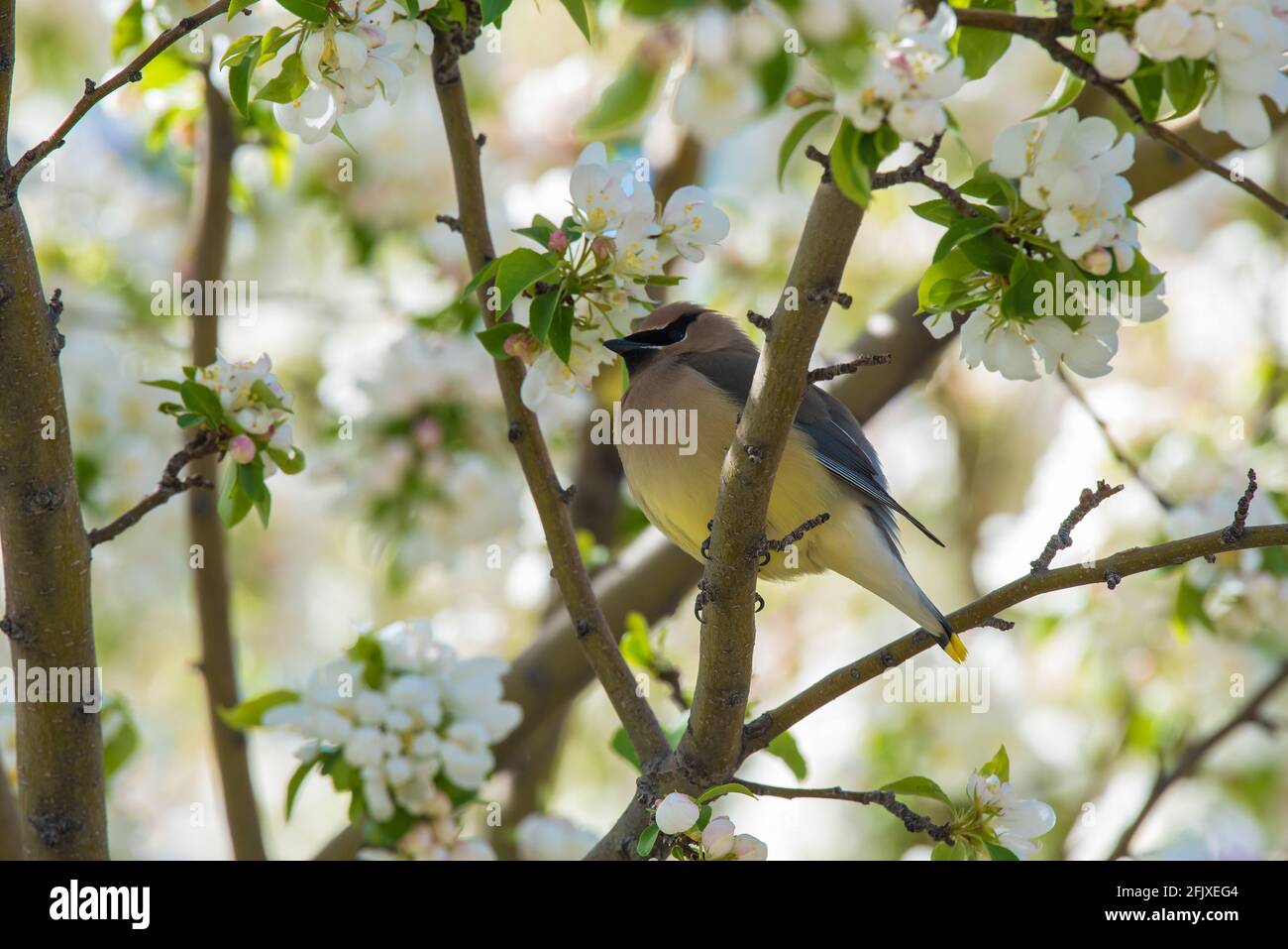 Zedernwachsflügel, die in einem blühenden Krabbenanpfenbaum auf Nahrungssuche gehen. Diese zarten Zugvögel ernähren sich von Insekten und einer Vielzahl von Früchten und Beeren. Stockfoto