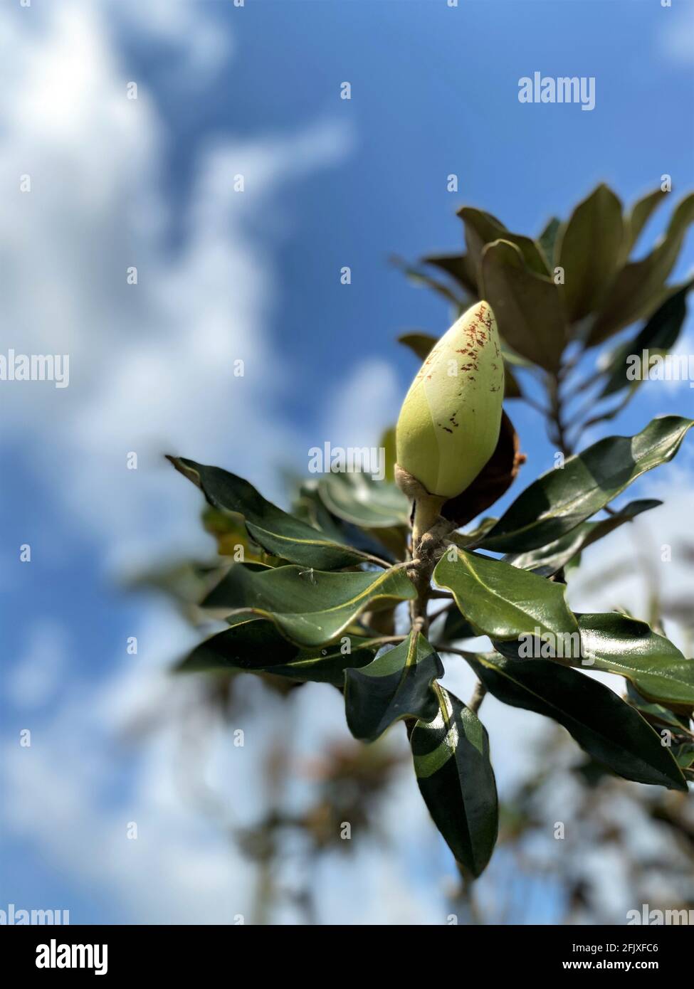 Ungeöffneter Magnolia Bud Blütenstamm Stockfoto