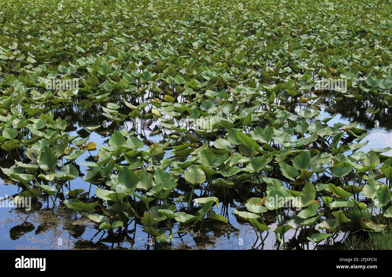 Spatterdock-Pflanze, eine Art von Teichlilie, die auch als große gelbe Teichlilie oder Kuhlilie bekannt ist. Der botanische Name ist Nuphar advena Stockfoto