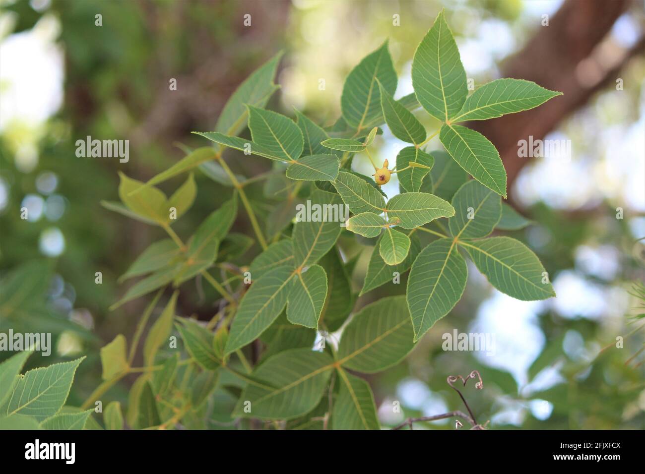 Carya pallida wird auch als Sandhickory-Pflanze bezeichnet, die in einem tropischen Ackerland in Florida wächst. Stockfoto