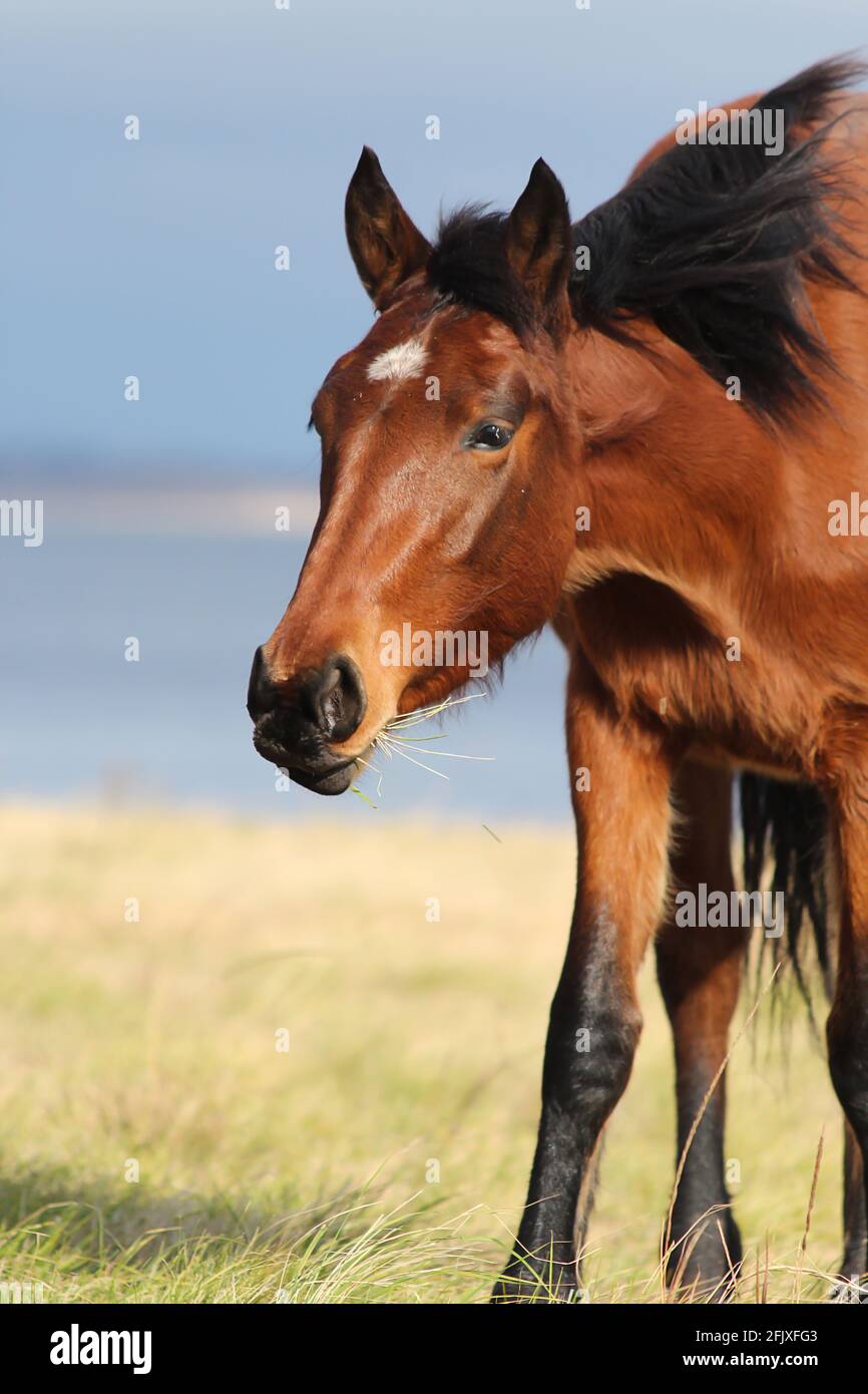 Porträt eines braunen Pferdes, das Gras frisst Stockfoto