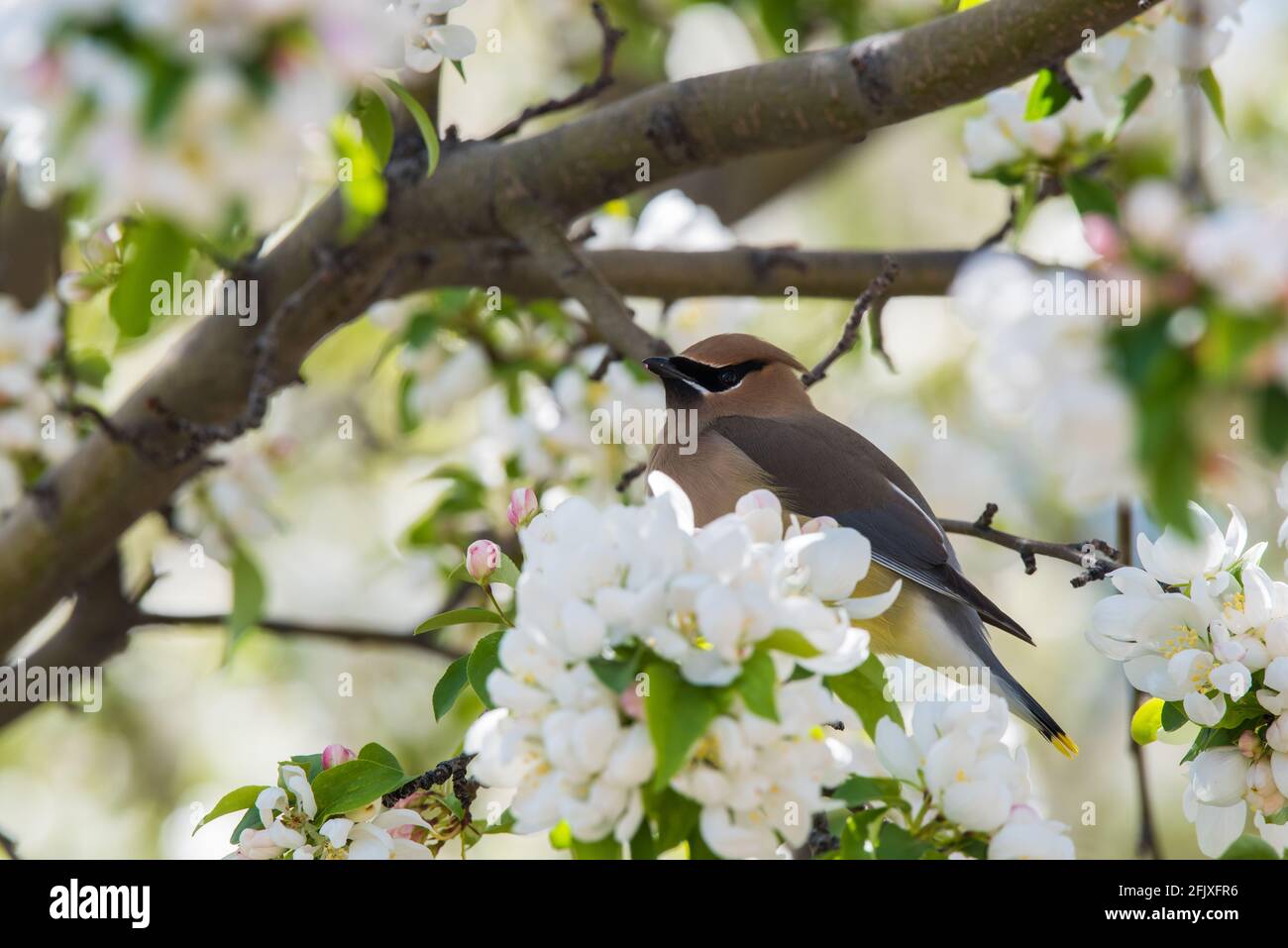 Zedernwachsflügel, die in einem blühenden Krabbenanpfenbaum auf Nahrungssuche gehen. Diese zarten Zugvögel ernähren sich von Insekten und einer Vielzahl von Früchten und Beeren. Stockfoto