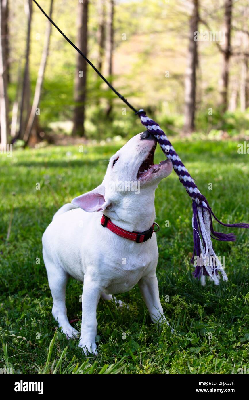 Miniaturbulle Terrier auf Gras in der Sonne Stockfoto