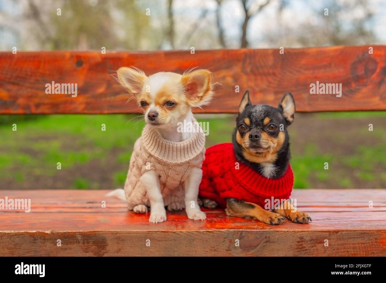 Zwei kleine chihuahua Hunde auf der Bank. Niedliche Haustiere im Freien. Hunde in Kleidung. Frühling Stockfoto