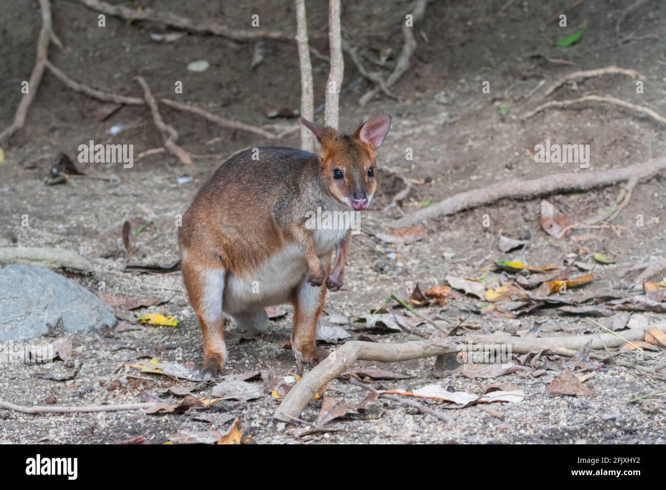 A Swamp Wallaby (Wallabia bicolor) Ist ein kleines Makropoden-Beuteltier aus Ostaustralien Stockfoto