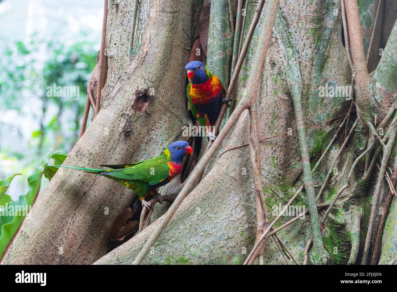 Regenbogenlorikeets (Trichoglossus moluccanus) Sind eine Papageienart, die in Australien vorkommt Stockfoto