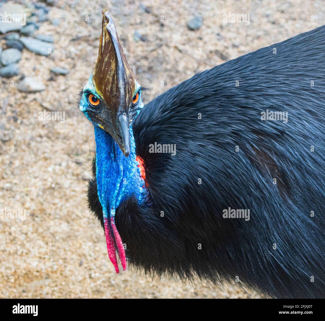 Porträt eines südlichen Cassowary (Casuarius casuarius), eines australischen legendären flugunfreien Vogels, Far North Queensland, FNQ, QLD, Australien Stockfoto