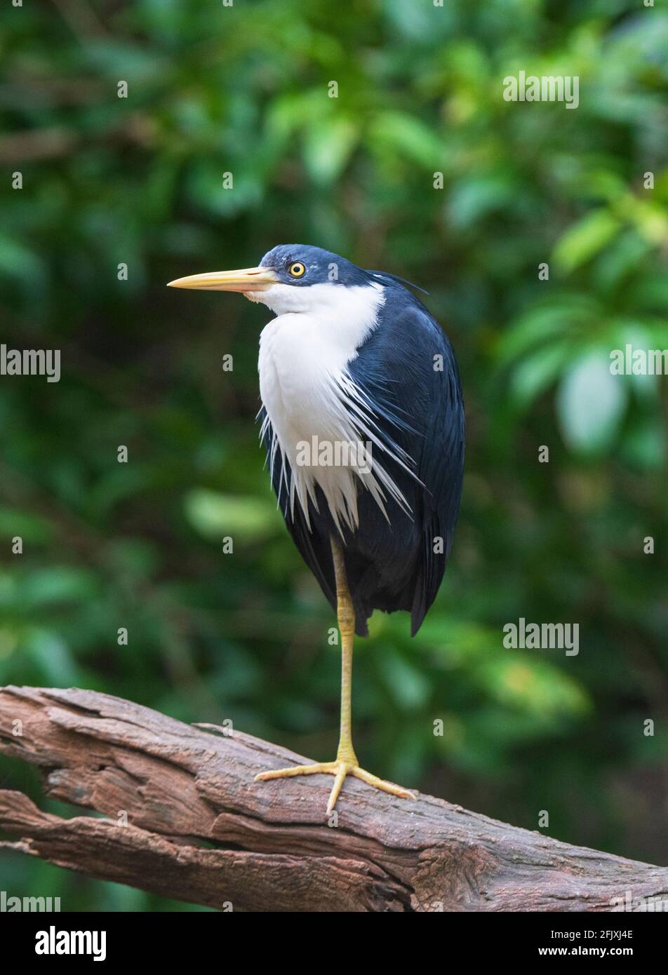 Vertikales Porträt eines Rattenreihers (Ardea picata), der auf einem Bein steht, Australien Stockfoto