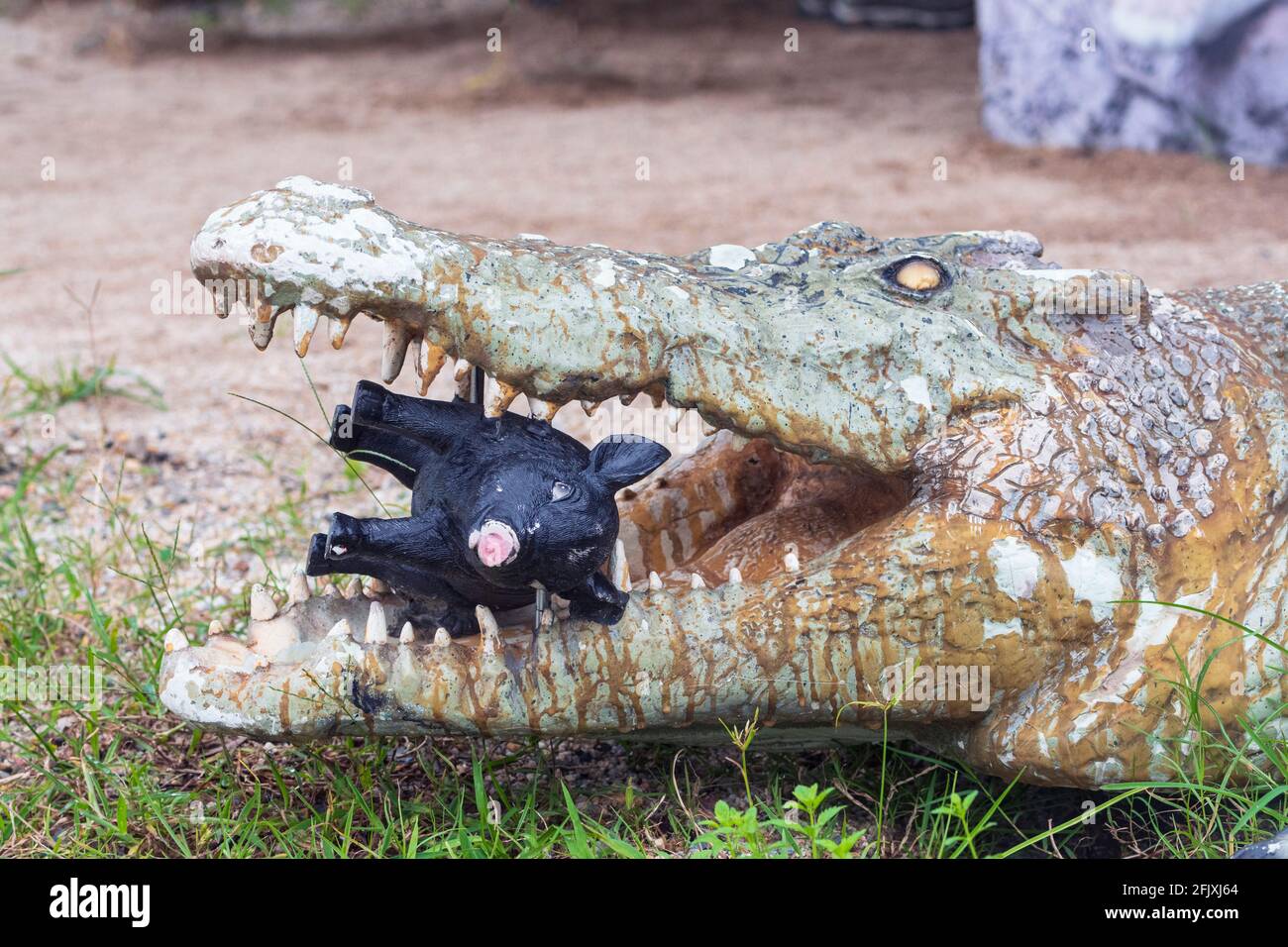 Statue eines Krokodils, das ein Ferkel vor einem Reiseveranstalter mit Krokodilspotting frisst, Daintree River, Daintree National Park, Far North Queensland, FNQ, Q Stockfoto