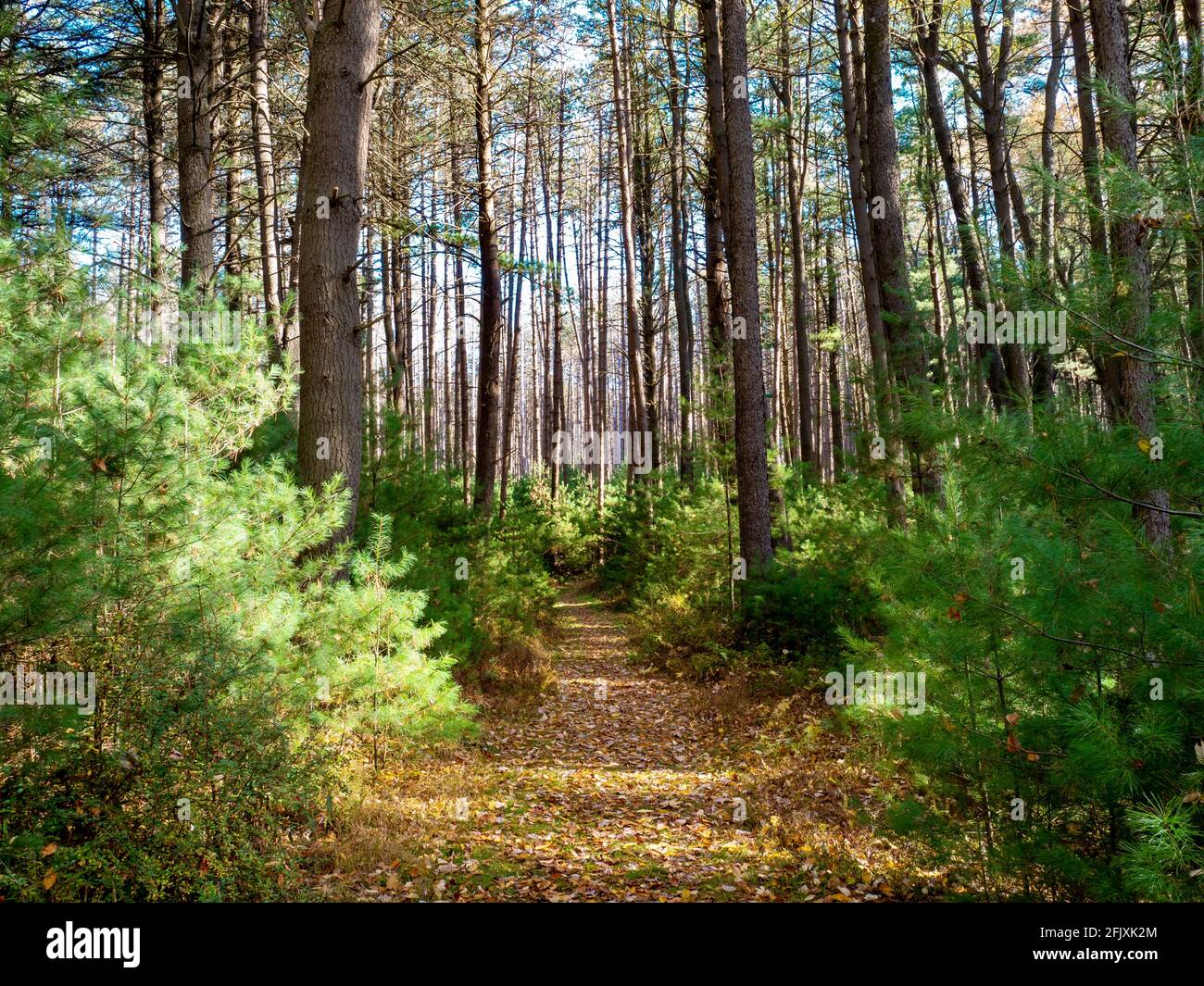 Cook Forest State Park im Herbst in der Nähe von Clarion Pennsylvania mit den Baby-Kiefern und gefallenen Blättern und einem blauen Himmel, der durch den Hintergrund knallt. Stockfoto