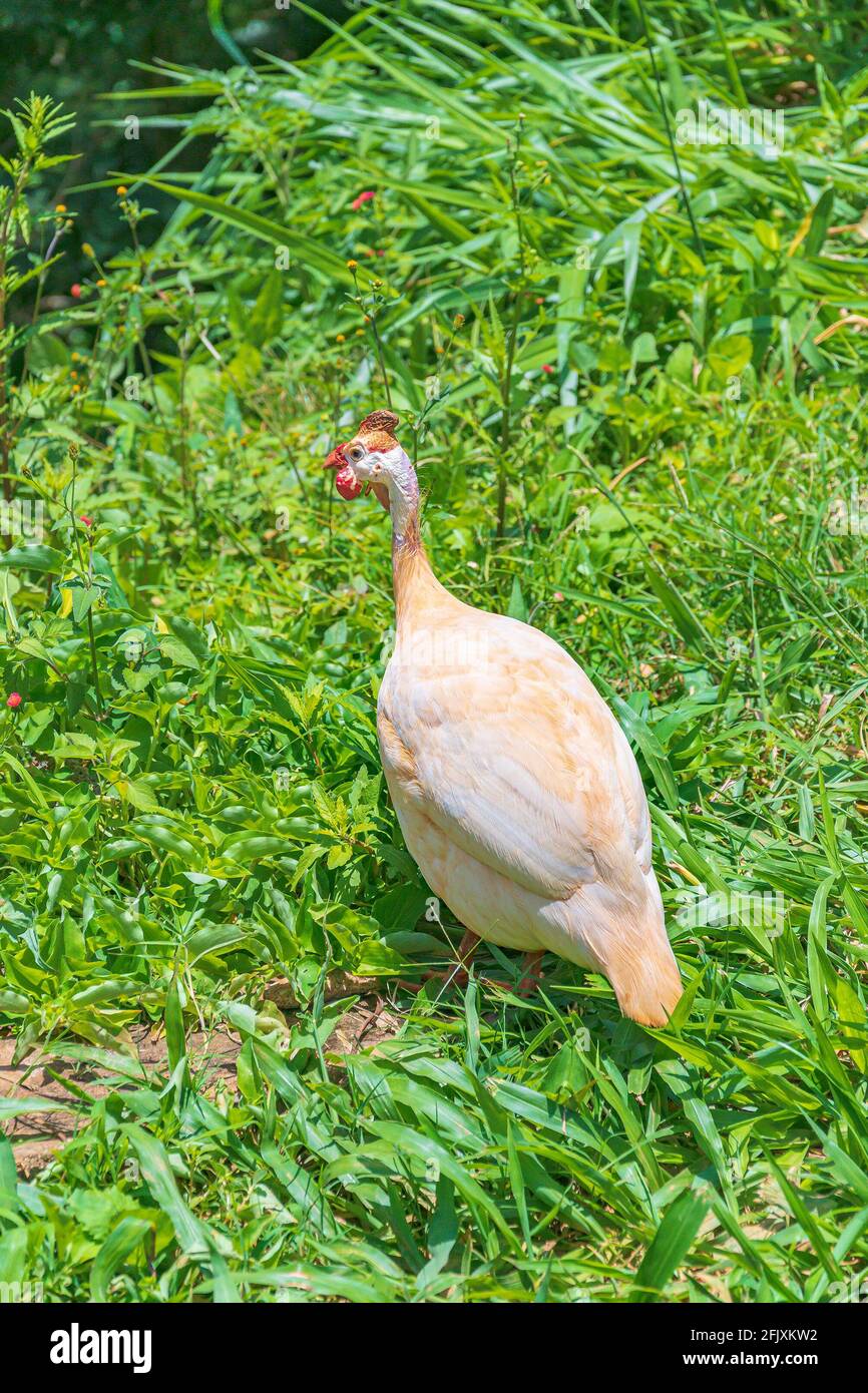 Weißer, helmeted Guineafowl-Vogel auf dem grünen Gras. Lokal von Galinha da Angola genannt, brasilianische Vögel, Foto aufgenommen im Bundesstaat Minas Gerais. Stockfoto