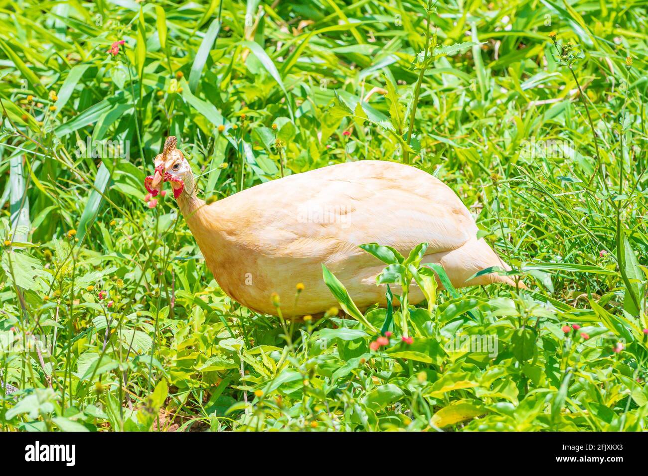 Weißer, helmeted Guineafowl-Vogel auf dem grünen Gras. Lokal von Galinha da Angola genannt, brasilianische Vögel, Foto aufgenommen im Bundesstaat Minas Gerais. Stockfoto