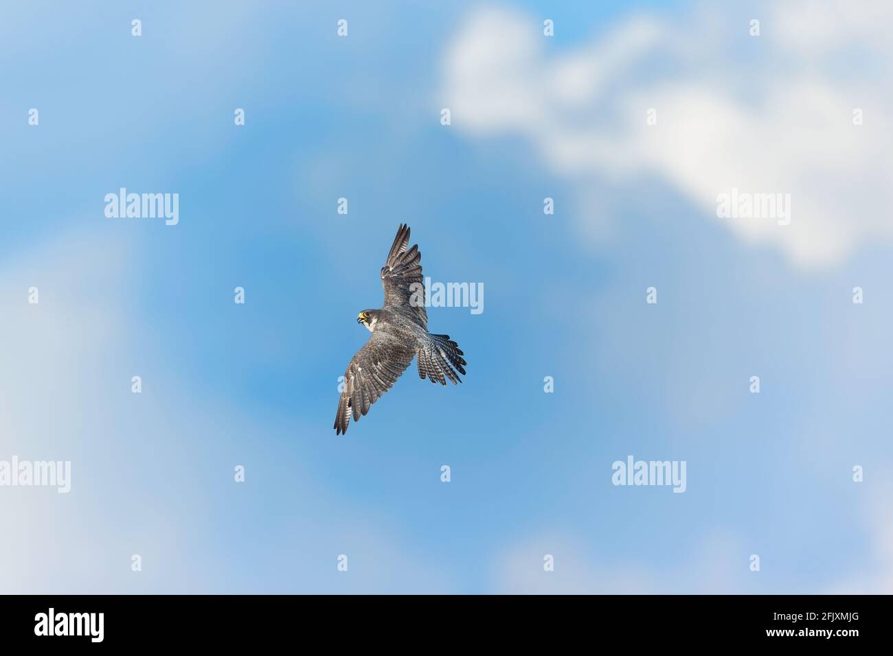 Adult Peregrine Falcon Blick auf die Oberseite des fliegenden Falken, während er sich dreht und direkt in eine Kamera schaut New Jersey, USA Stockfoto