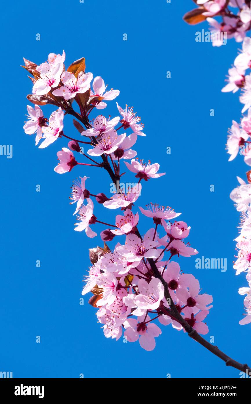Prunus cerasifera Nigra, Cherry Plum Myrobalan Cherry Blossom Ast Stockfoto