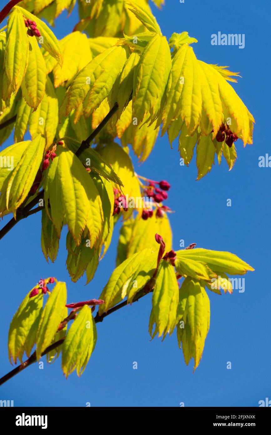 Acer shirasawanum 'Jordan' japanischer Ahornbaum Stockfoto