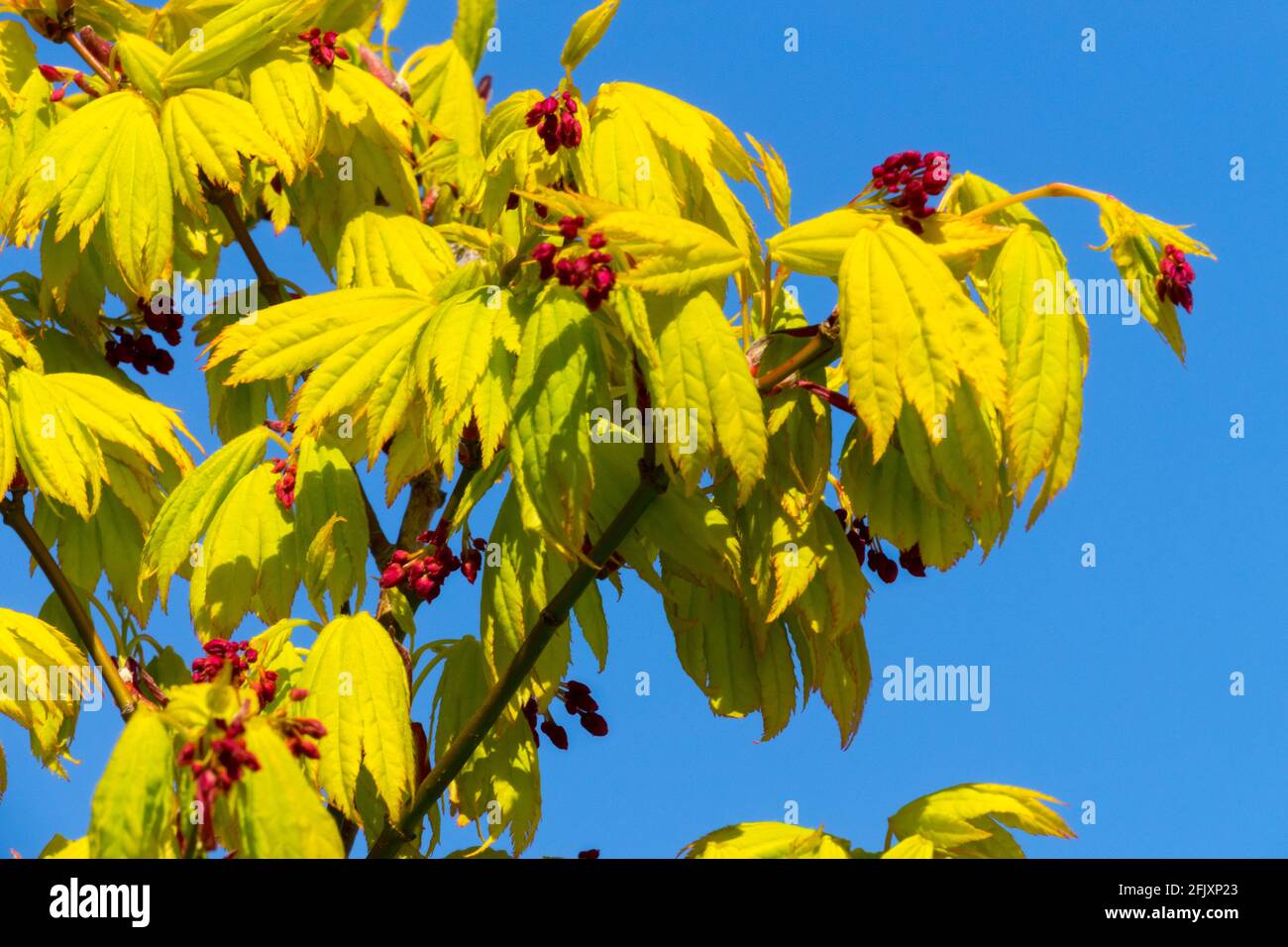 Acer shirasawanum 'Jordan' japanischer Ahornbaum Stockfoto