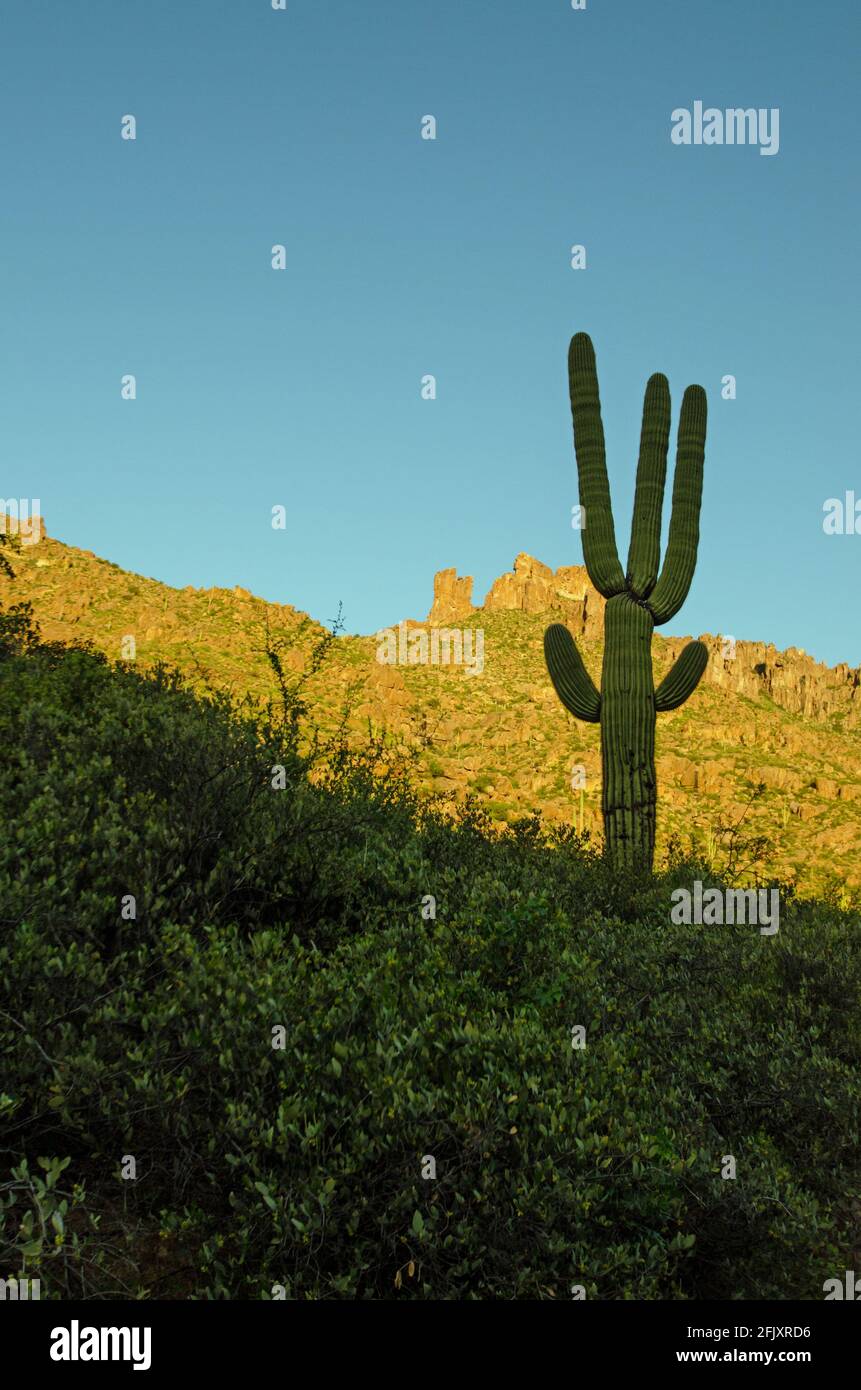 Saguaro Silhouette Gegen Die Goldenen Berge Stockfoto