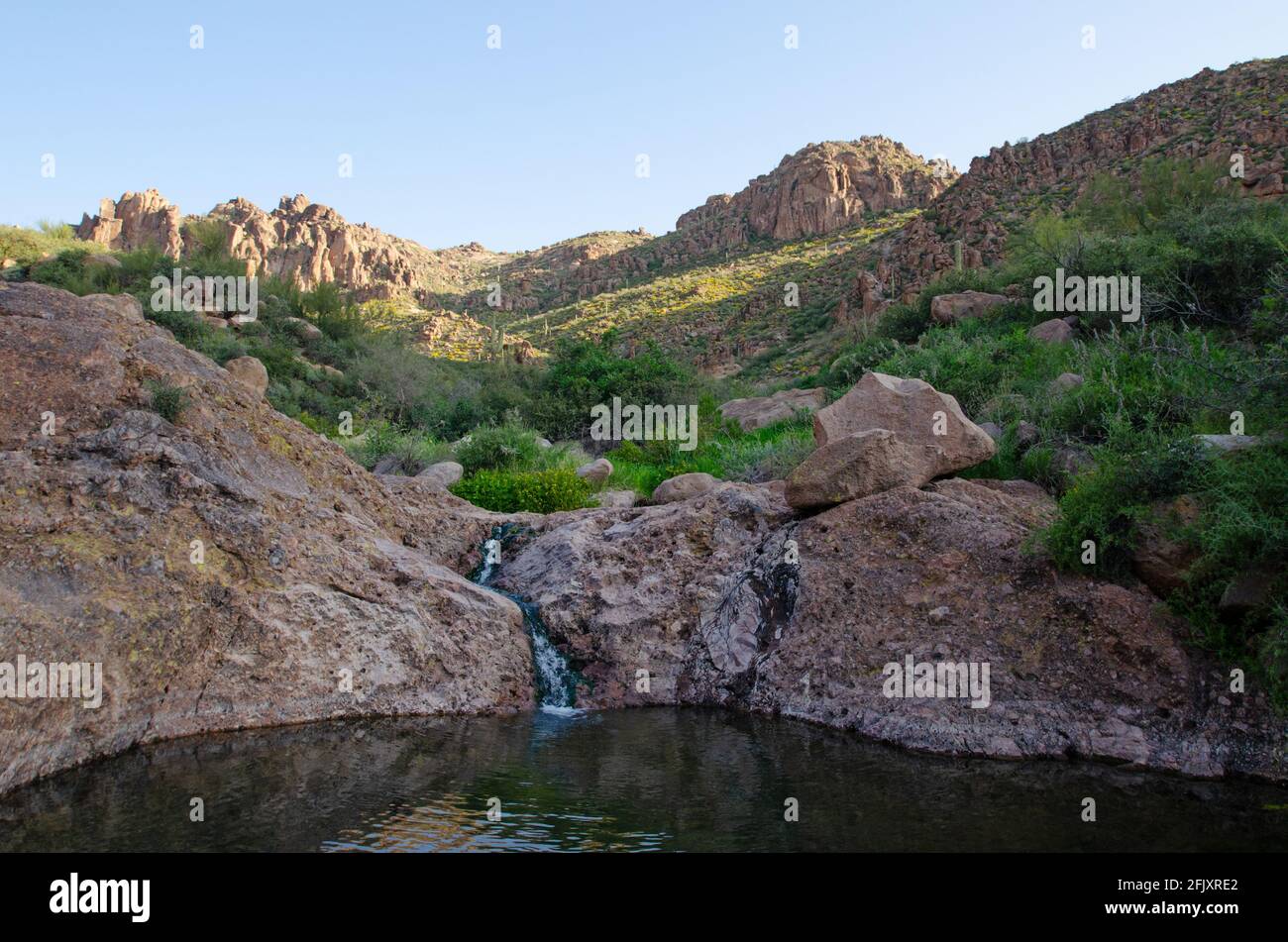 Natürlicher Pool, die Sonoran-Wüste Stockfoto