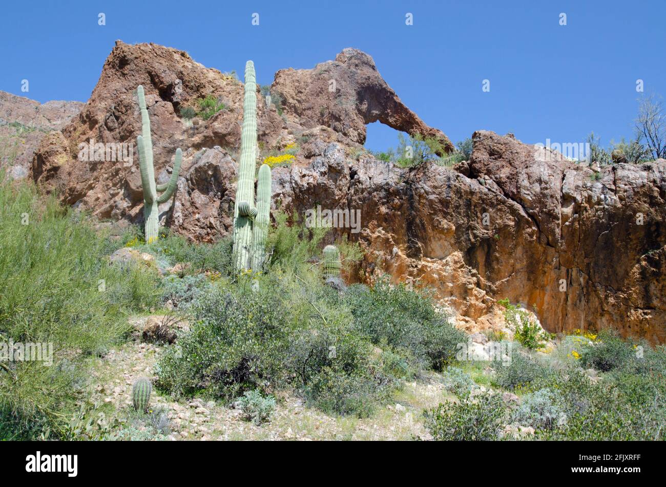 Elephant Arch in der Superstition Mountain Wilderness Stockfoto