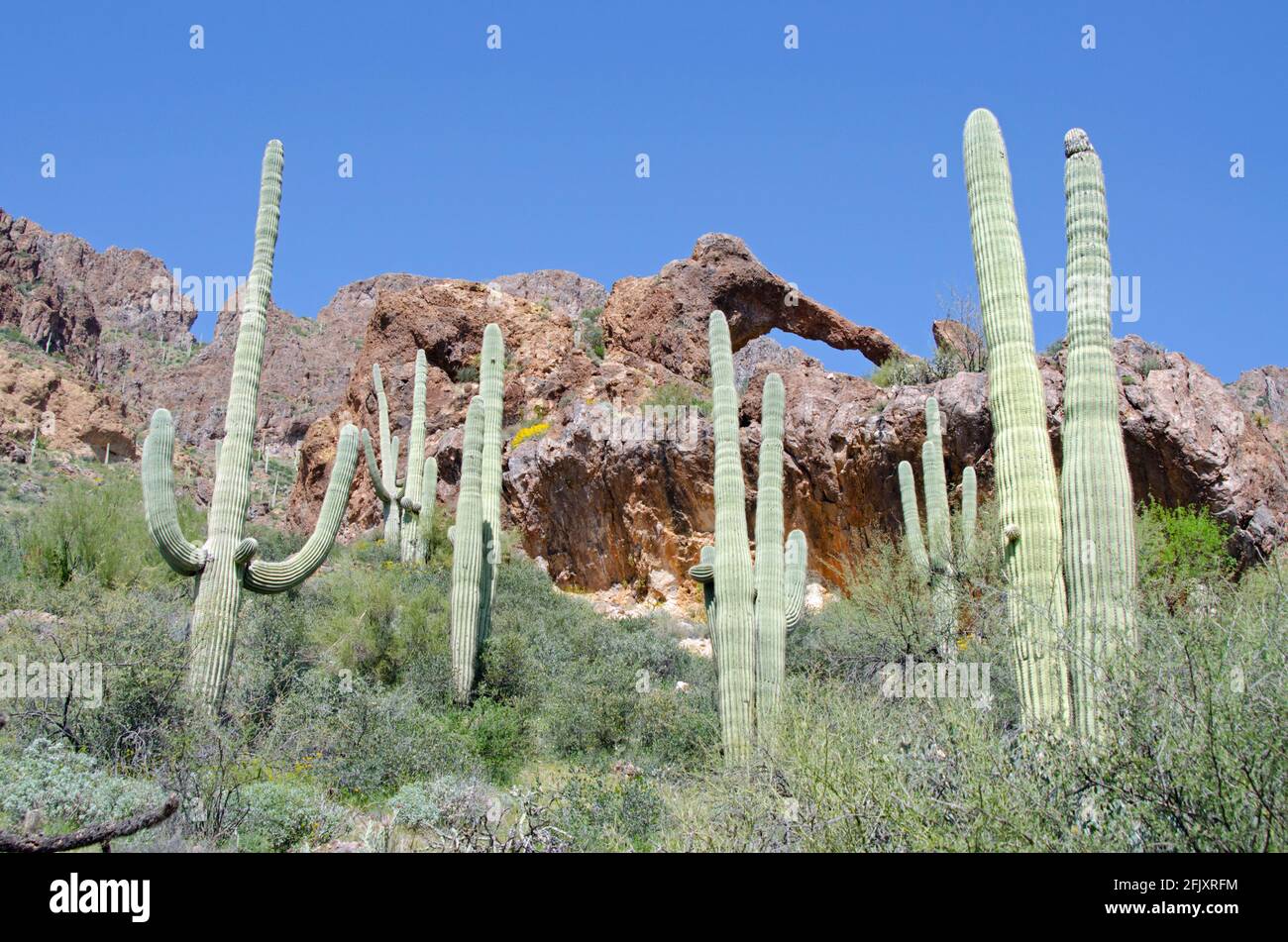 Elephant Arch in der Superstition Mountain Wilderness Stockfoto